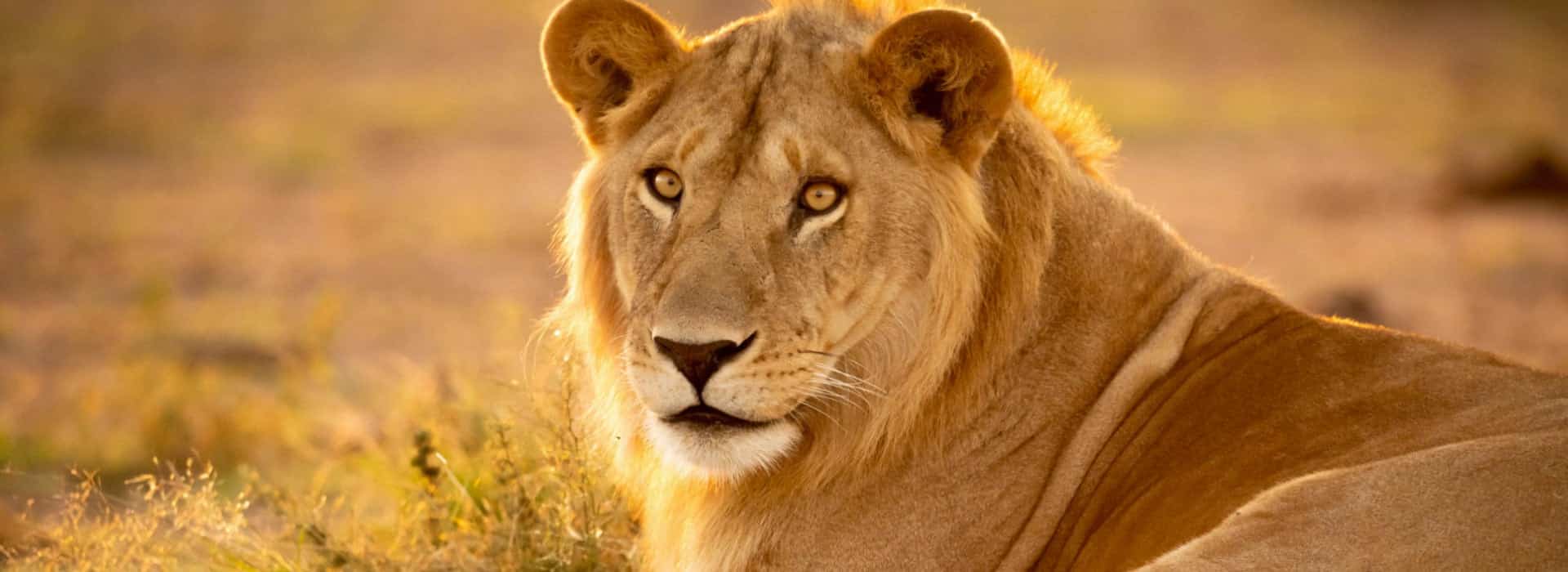4 Days African Lion Safari (Small Group)