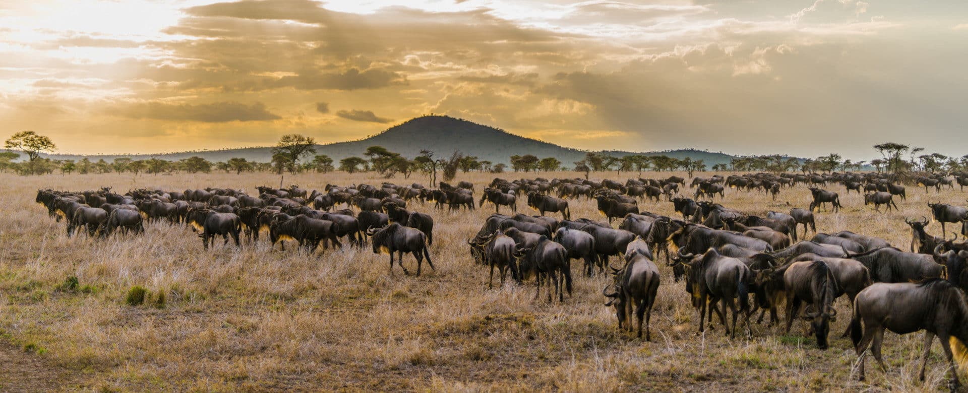Bucketlist Migration Safari
