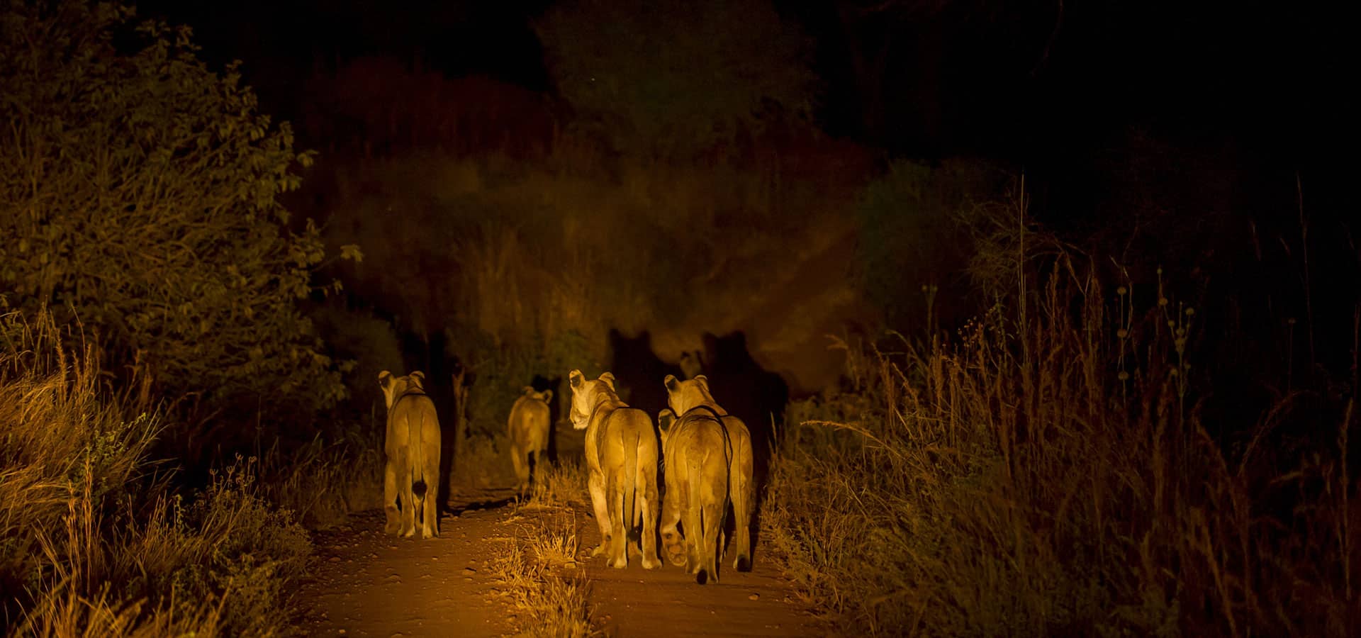 Tanzania’s Southern Safari Circuit