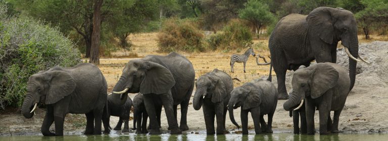 7 Days Best of Tanzania (Small Group)​ | Sassabi Expeditions