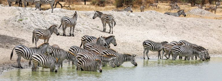 7 Days Best of Tanzania​ | Sassabi Expeditions