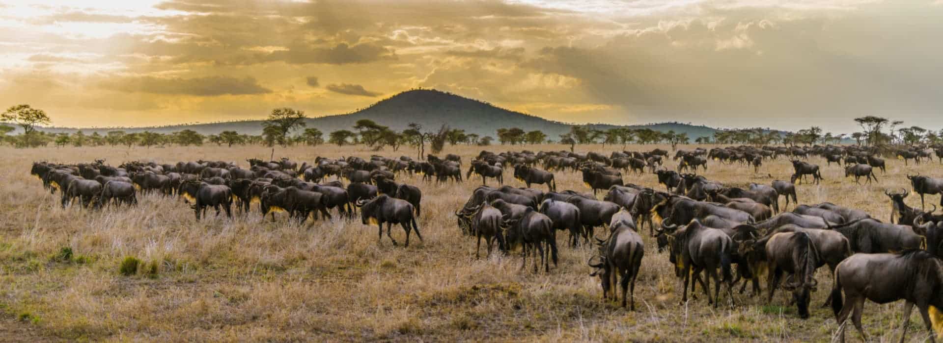 9 Days Bucketlist Migration Safari