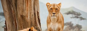 African Lion Safari Header | Sassabi Expeditions