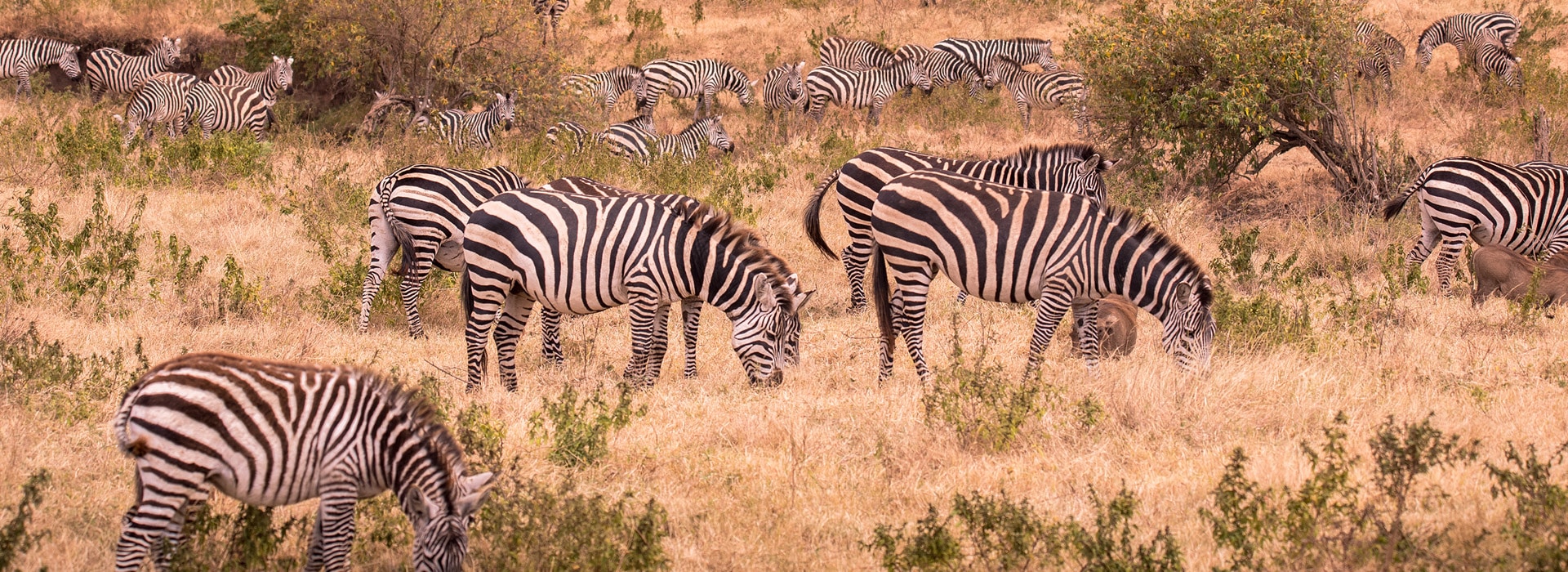 7 Days Wildebeest & Zebra Calving Season