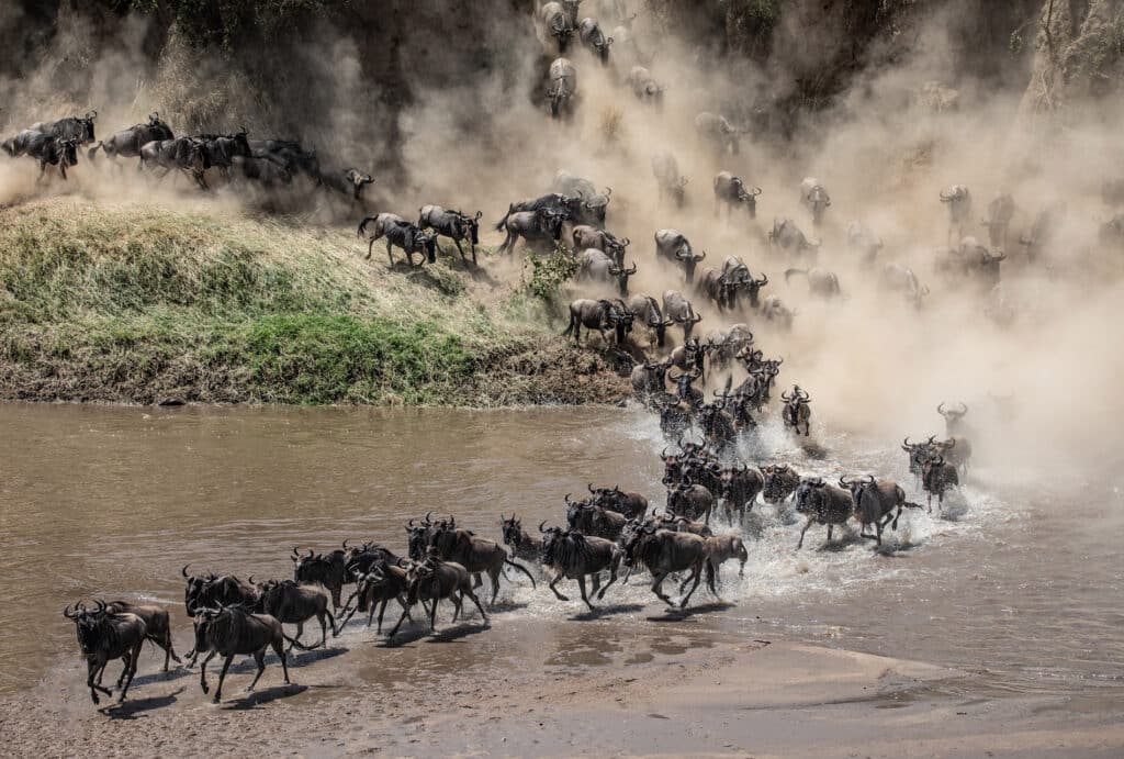 wildebeest