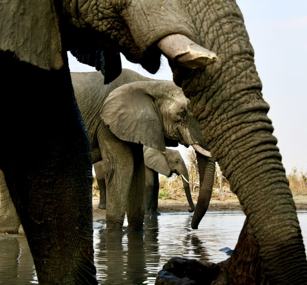 7-Day Tanzania Safari Experience – MOCK-UP