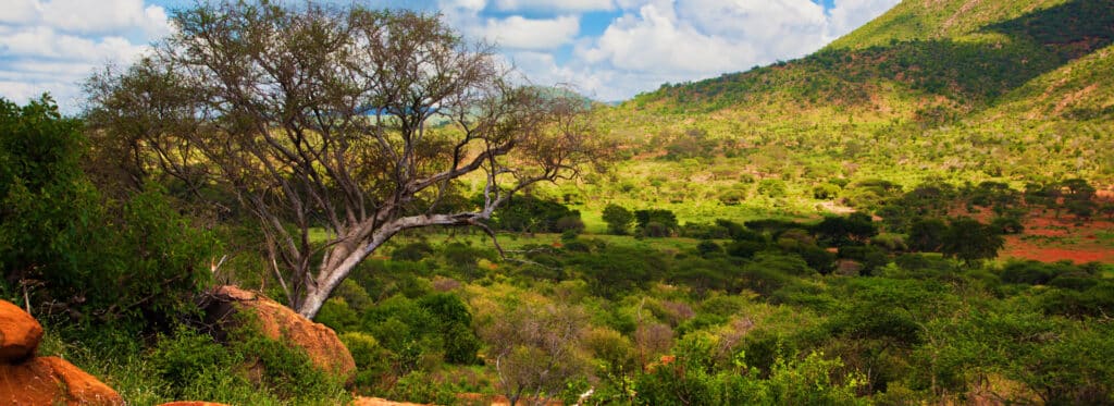 Ruaha National Park