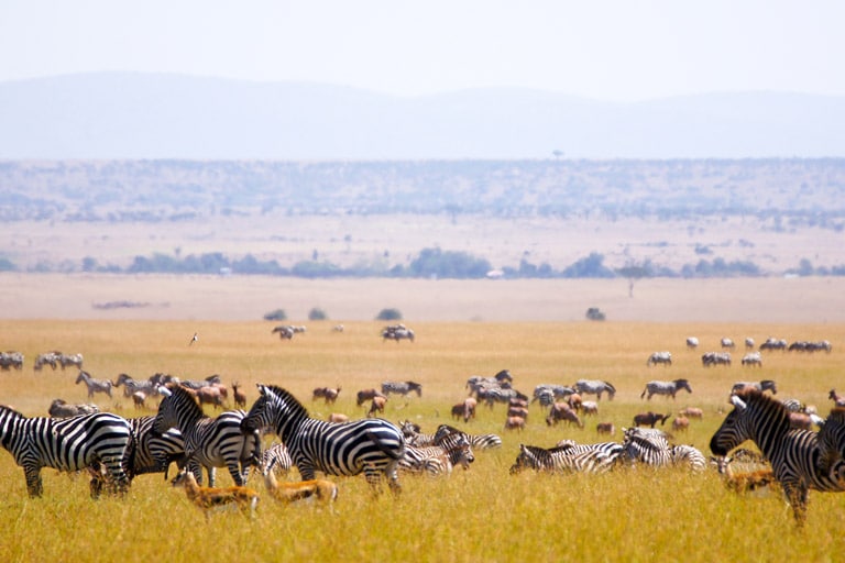 Tanzania Wildlife Experiences Tours Safari Holidays Tanzania