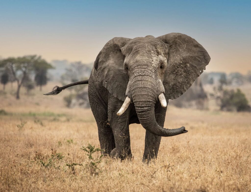 Tanzania, Africa Elephant | Credit: David McKay
