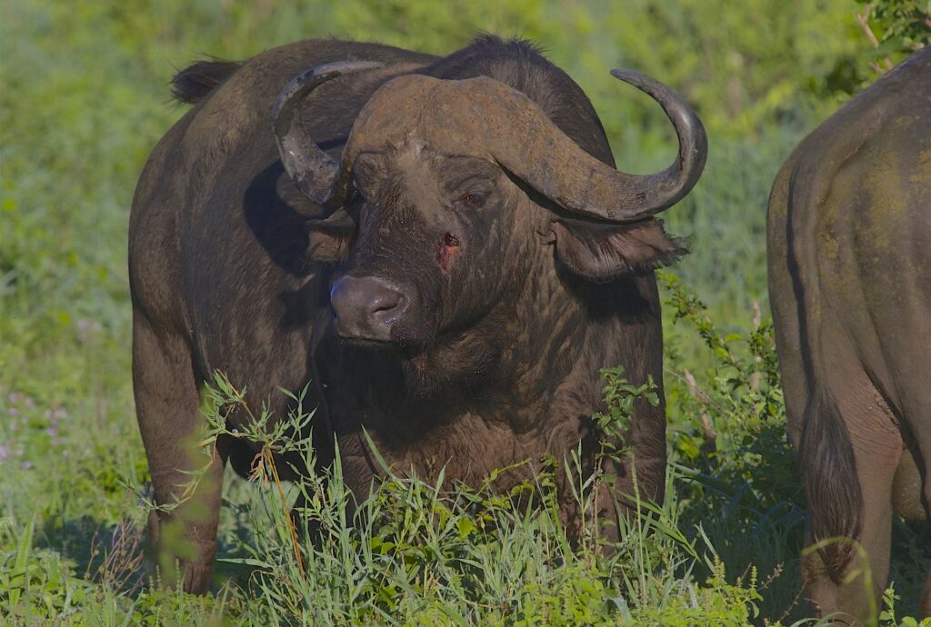 Ruaha National Park Tanzania Safari Holidays
