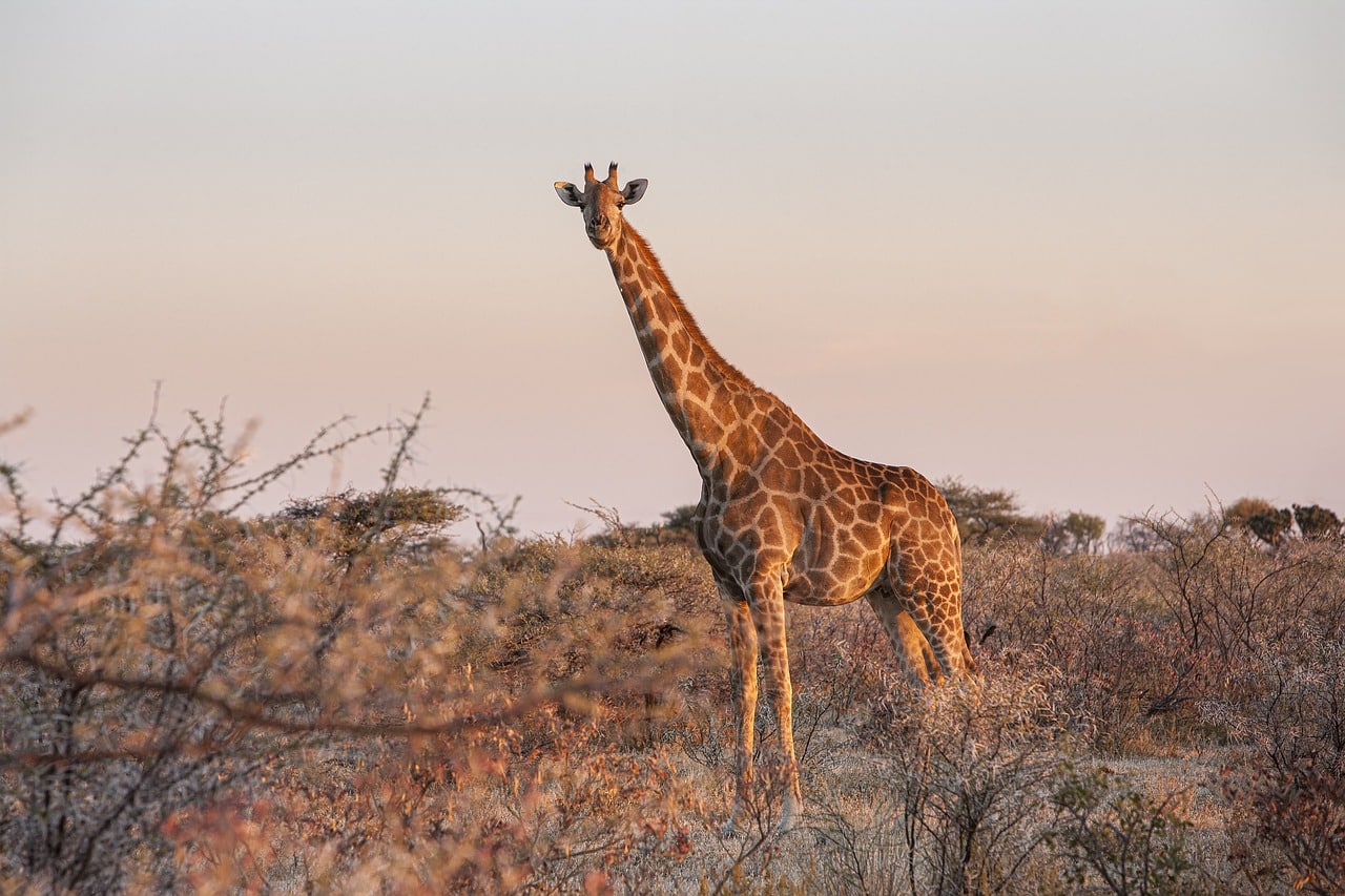 Nyerere National Park