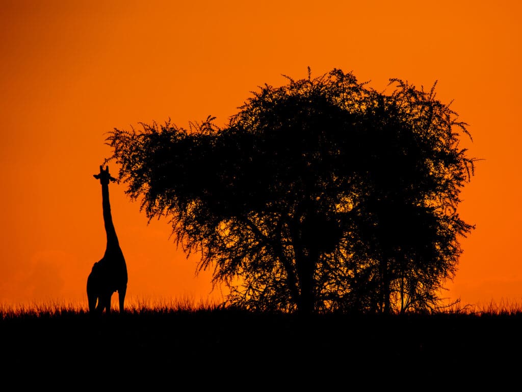 Authentic Safari Tours in Tanzania, giraffe near a tree at dusk