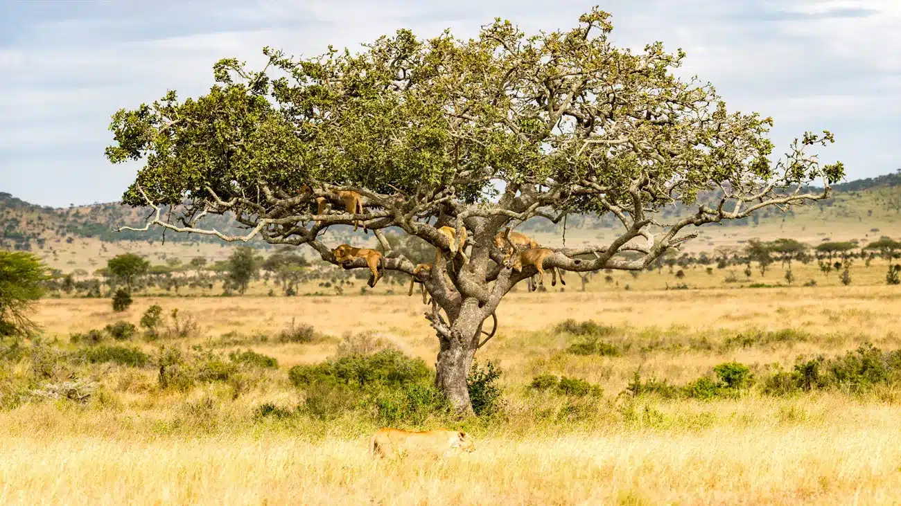 Safari Expeditions Tanzania Safari African Tours