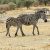 7 Days Wildebeest & Zebra Calving Season | Sassabi Expeditions