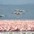 Lake-Manyara-Flamingo-Tanzania-Specialist-1900x1000-1-1024x539